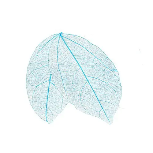 Frunze uscate decorative - turcoaz deschis